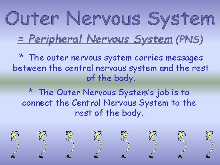= Peripheral Nervous System (PNS) * The outer nervous system carries messages between the = Peripheral Nervous System (PNS) * The outer nervous system carries messages between the