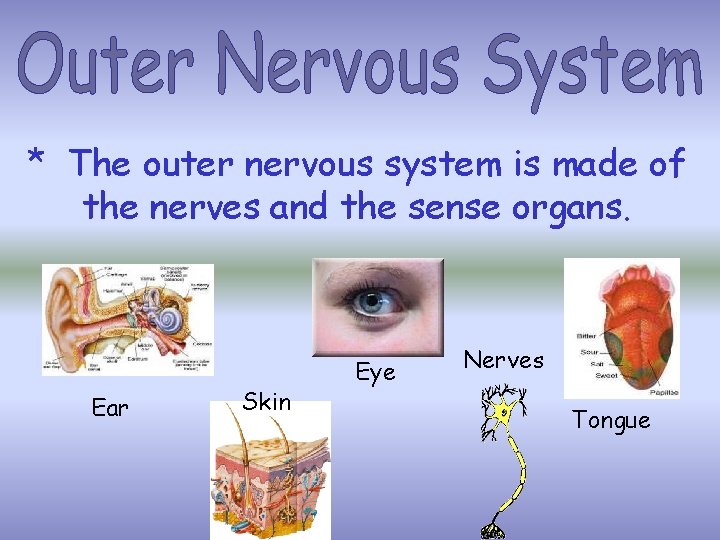 * The outer nervous system is made of the nerves and the sense organs. * The outer nervous system is made of the nerves and the sense organs.