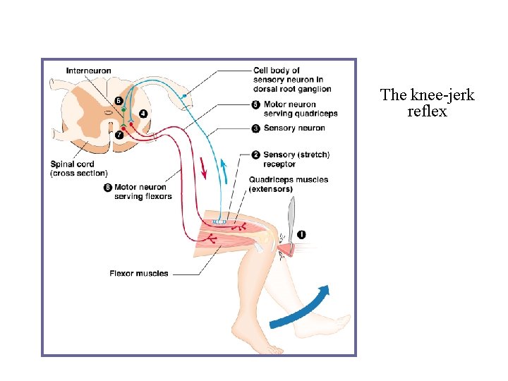 The knee-jerk reflex The knee-jerk reflex