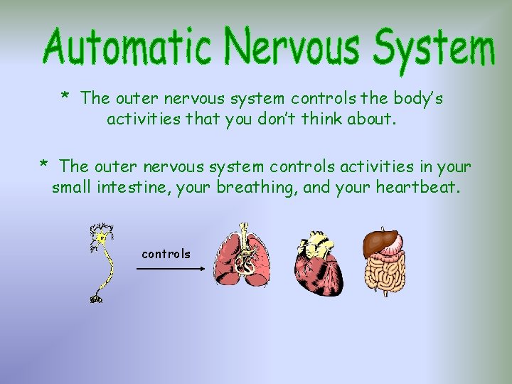 * The outer nervous system controls the body’s activities that you don’t think about. * The outer nervous system controls the body’s activities that you don’t think about.