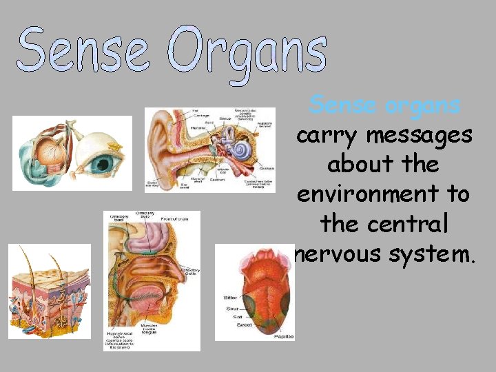 Sense organs carry messages about the environment to the central nervous system. Sense organs carry messages about the environment to the central nervous system.