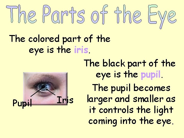The colored part of the eye is the iris. The black part of the The colored part of the eye is the iris. The black part of the