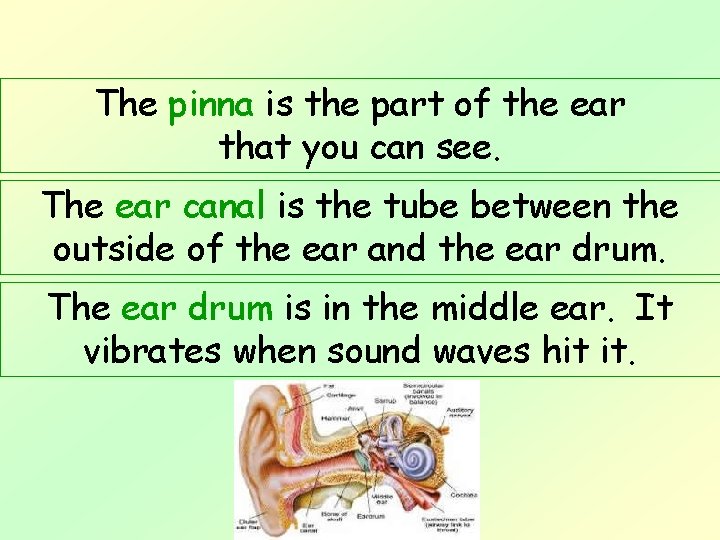 The pinna is the part of the ear that you can see. The ear The pinna is the part of the ear that you can see. The ear