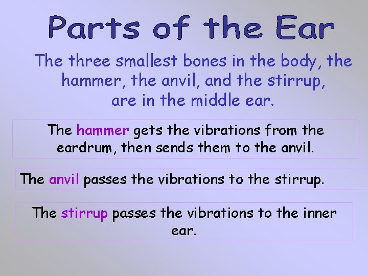 The three smallest bones in the body, the hammer, the anvil, and the stirrup, The three smallest bones in the body, the hammer, the anvil, and the stirrup,