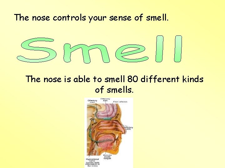 The nose controls your sense of smell. The nose is able to smell 80 The nose controls your sense of smell. The nose is able to smell 80