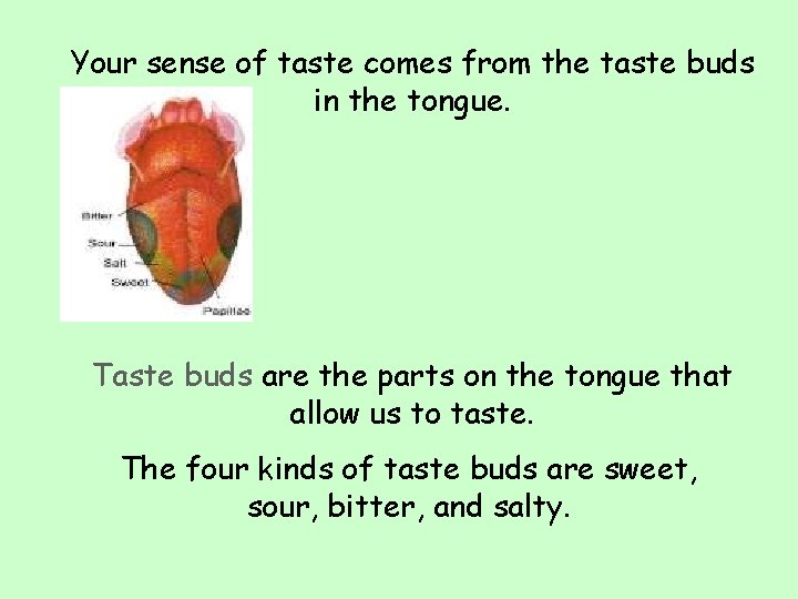 Your sense of taste comes from the taste buds in the tongue. Taste buds Your sense of taste comes from the taste buds in the tongue. Taste buds