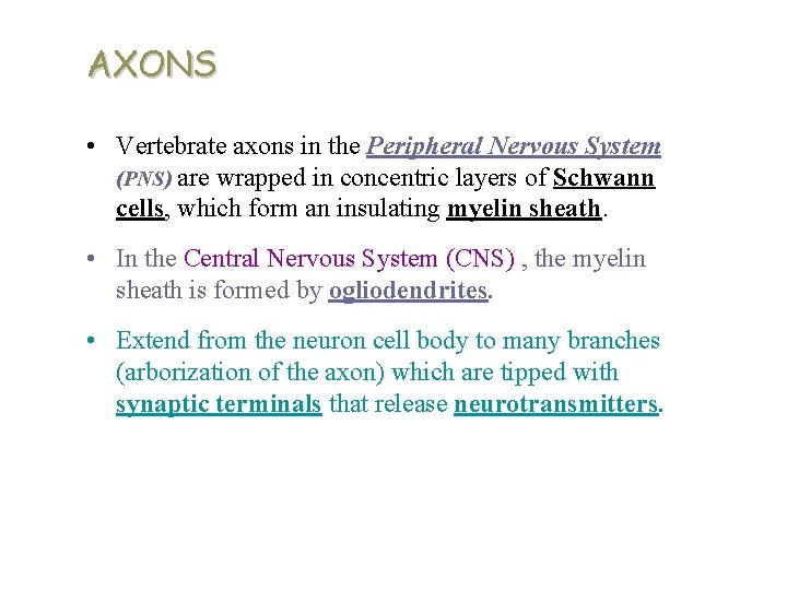 AXONS • Vertebrate axons in the Peripheral Nervous System (PNS) are wrapped in concentric AXONS • Vertebrate axons in the Peripheral Nervous System (PNS) are wrapped in concentric