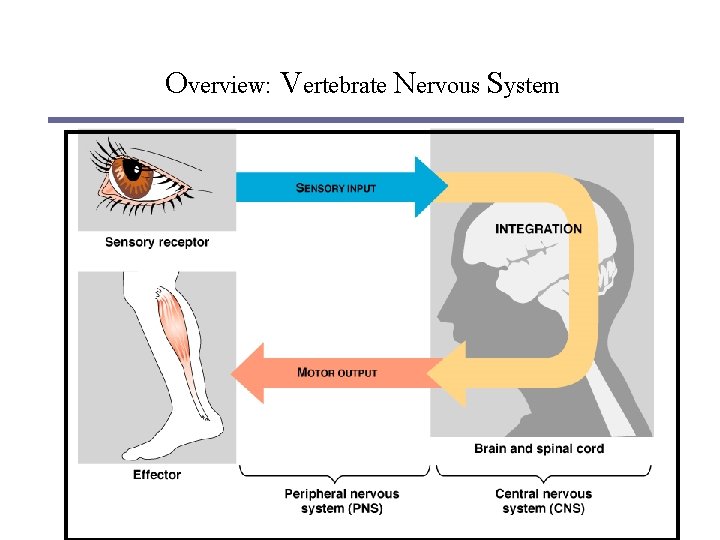 Composition of Nervous System The Nervous System contains
