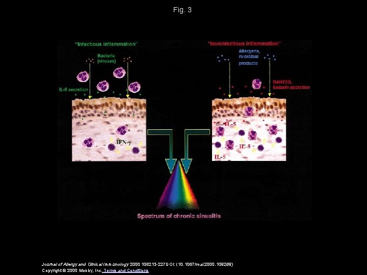 Fig. 3 Journal of Allergy and Clinical Immunology 2000 106213 -227 DOI: (10. 1067/mai.