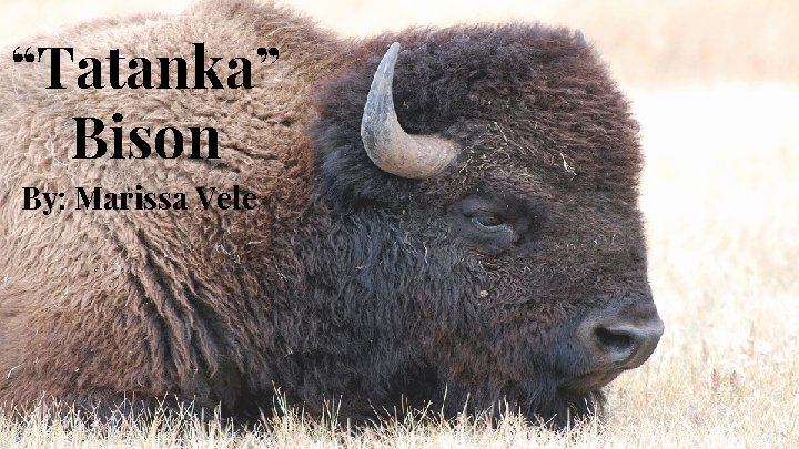 “Tatanka” Bison By: Marissa Vele 