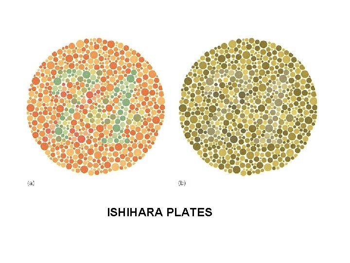 ISHIHARA PLATES 