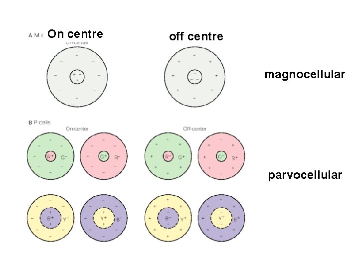 On centre off centre magnocellular parvocellular 