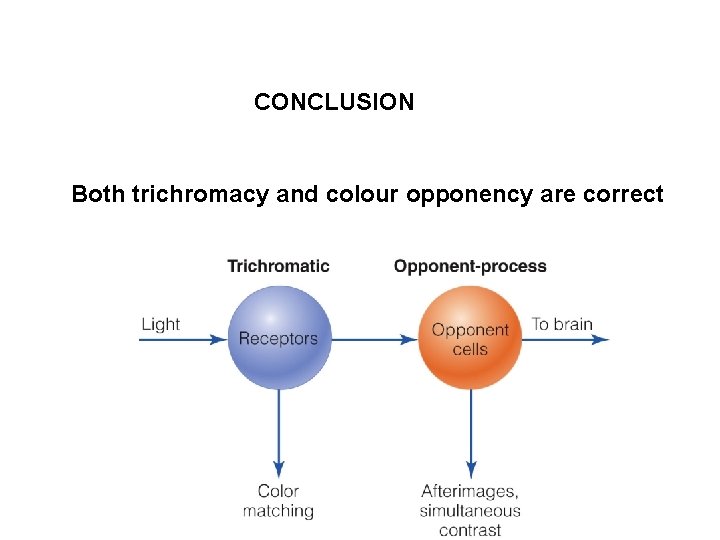 CONCLUSION Both trichromacy and colour opponency are correct 