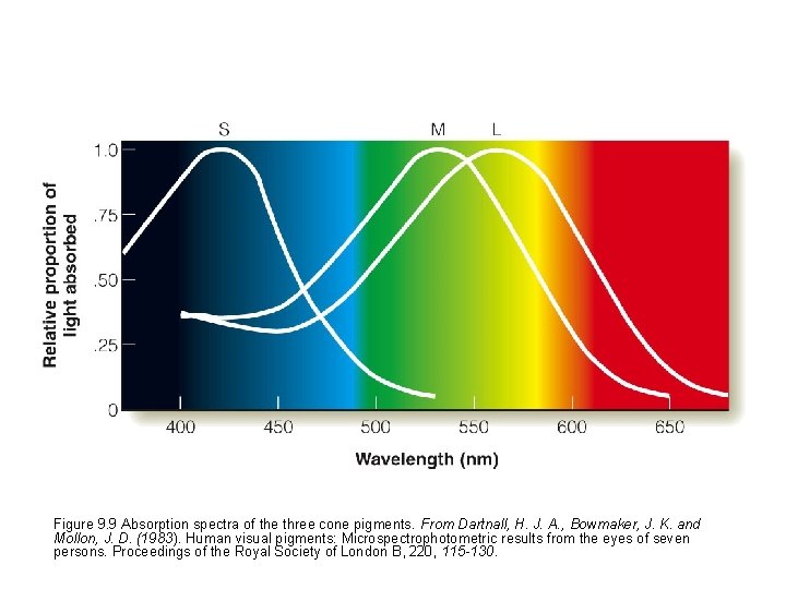 Figure 9. 9 Absorption spectra of the three cone pigments. From Dartnall, H. J.