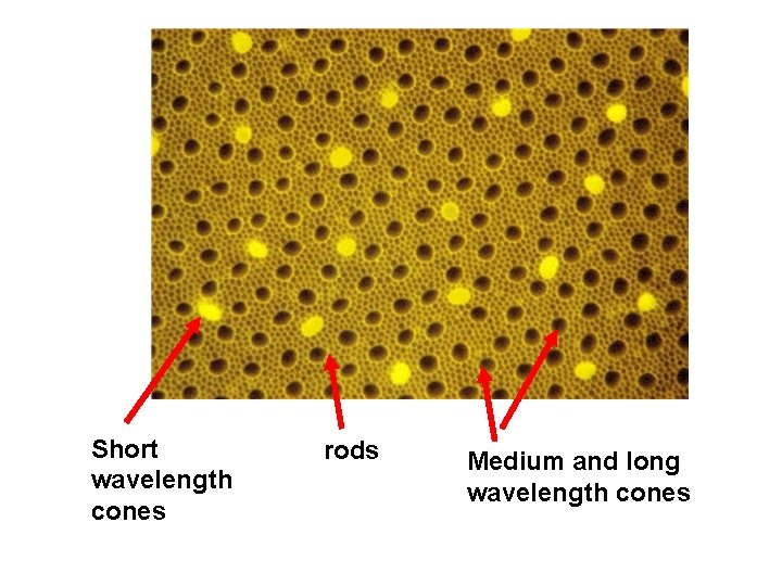 Short wavelength cones rods Medium and long wavelength cones 