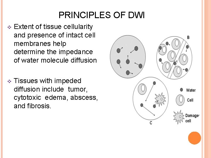 PRINCIPLES OF DWI v Extent of tissue cellularity and presence of intact cell membranes