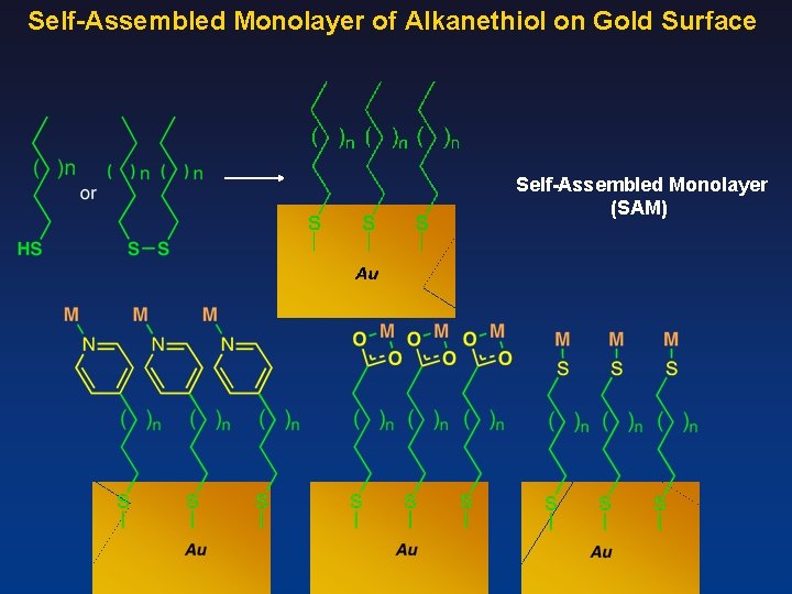 Self-Assembled Monolayer of Alkanethiol on Gold Surface Self-Assembled Monolayer (SAM) 