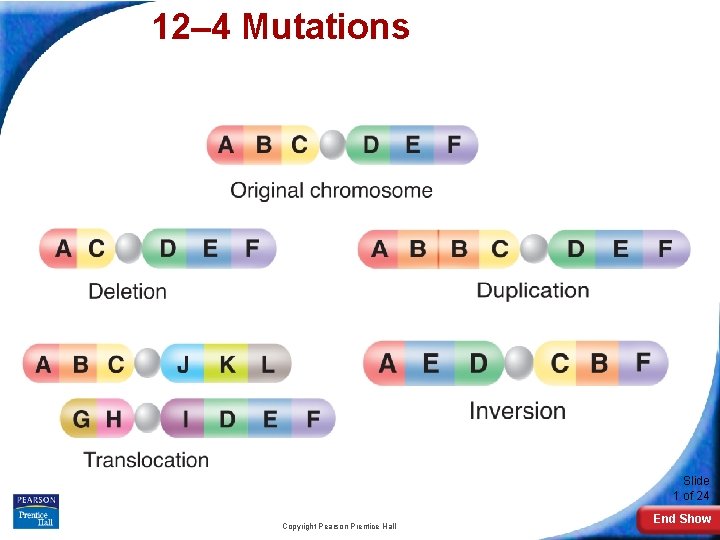 12– 4 Mutations 12 -4 Mutations Slide 1 of 24 Copyright Pearson Prentice Hall