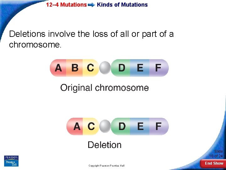 12– 4 Mutations Kinds of Mutations Deletions involve the loss of all or part