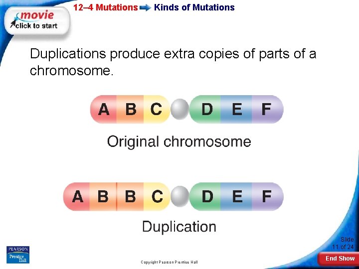 12– 4 Mutations Kinds of Mutations Duplications produce extra copies of parts of a