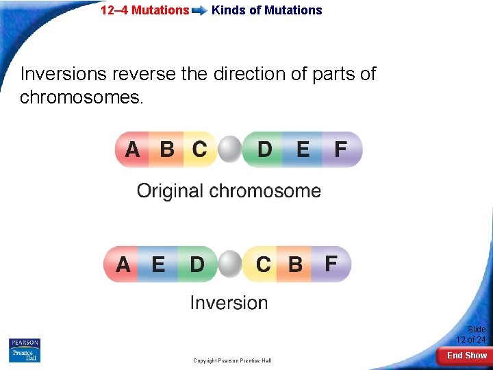 12– 4 Mutations Kinds of Mutations Inversions reverse the direction of parts of chromosomes.