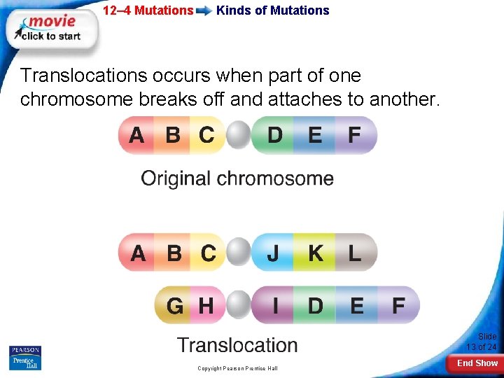 12– 4 Mutations Kinds of Mutations Translocations occurs when part of one chromosome breaks