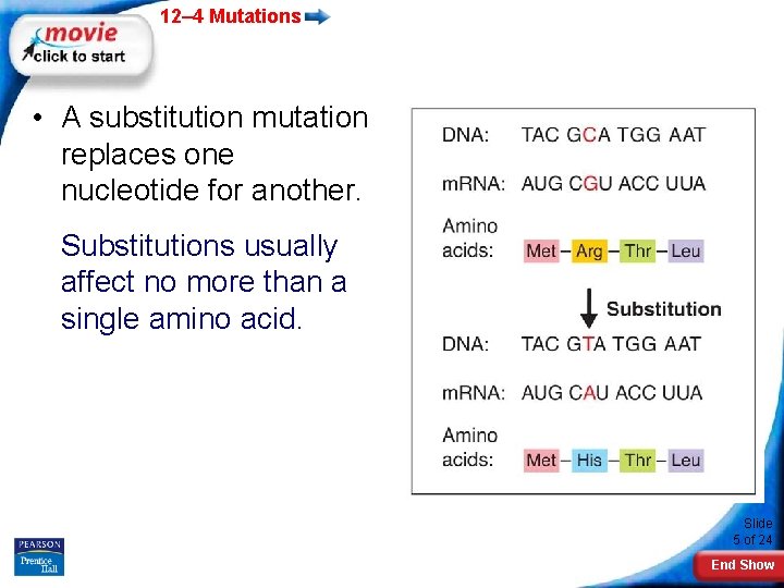 12– 4 Mutations • A substitution mutation replaces one nucleotide for another. Substitutions usually