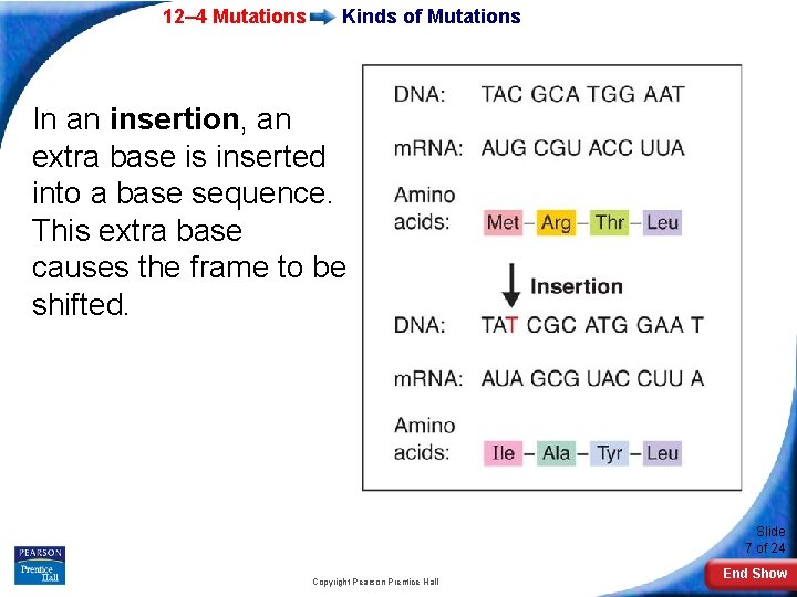 12– 4 Mutations Kinds of Mutations In an insertion, an extra base is inserted