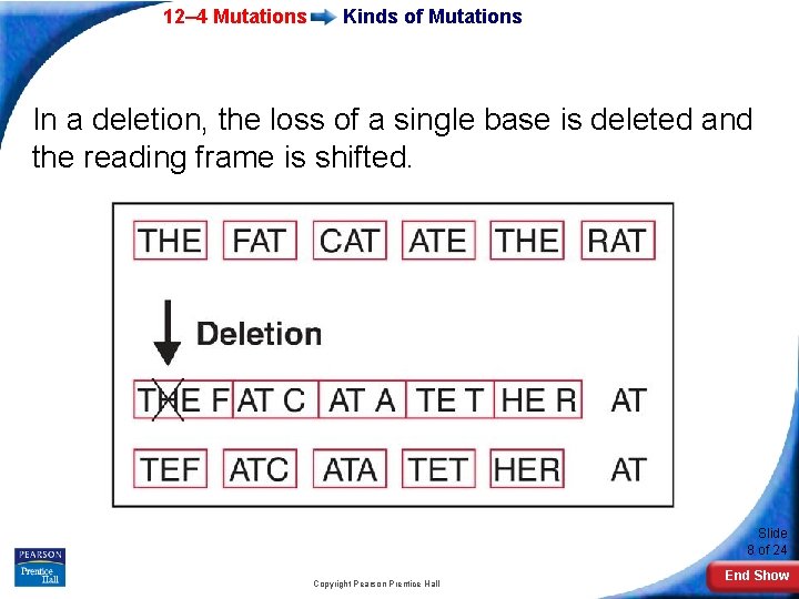 12– 4 Mutations Kinds of Mutations In a deletion, the loss of a single