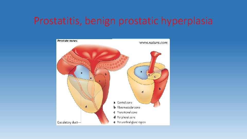 prostatitis atb)