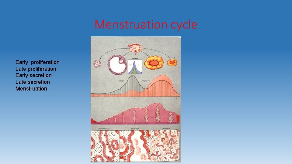 Menstruation cycle Early proliferation Late proliferation Early secretion Late secretion Menstruation 