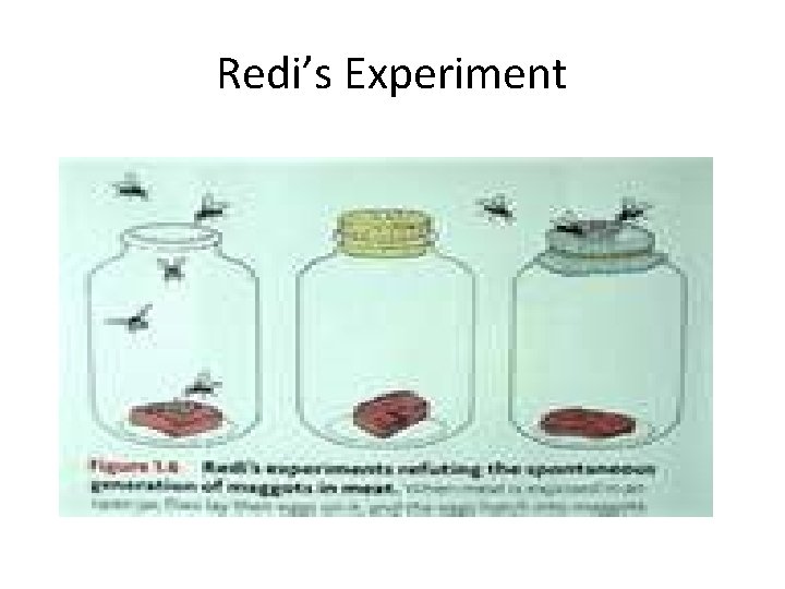 Redi’s Experiment 
