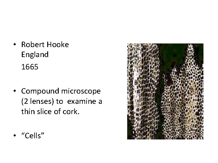  • Robert Hooke England 1665 • Compound microscope (2 lenses) to examine a