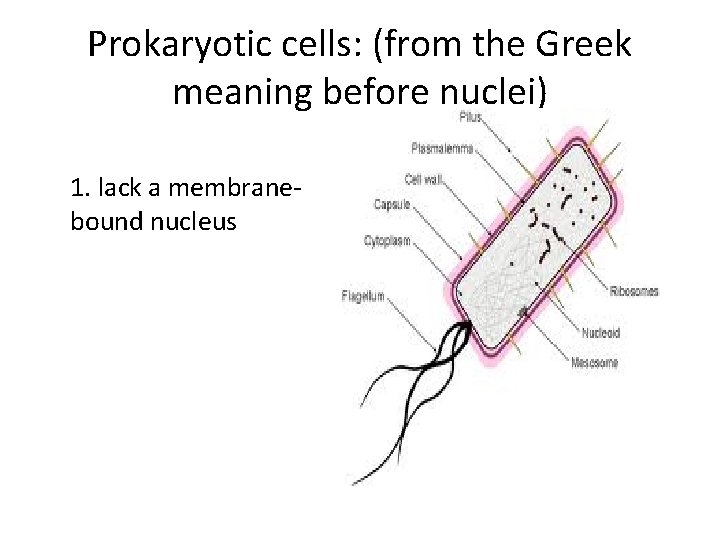 Prokaryotic cells: (from the Greek meaning before nuclei) 1. lack a membranebound nucleus 