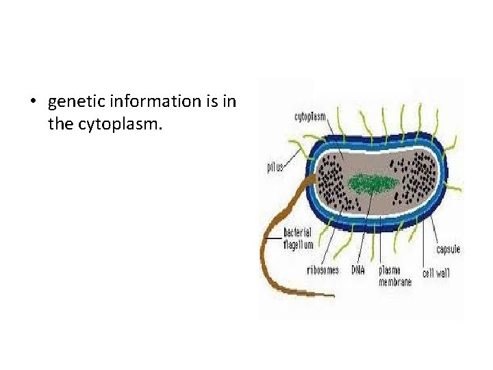  • genetic information is in the cytoplasm. 
