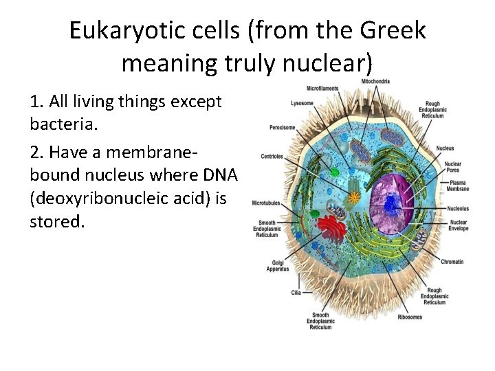 Eukaryotic cells (from the Greek meaning truly nuclear) 1. All living things except bacteria.