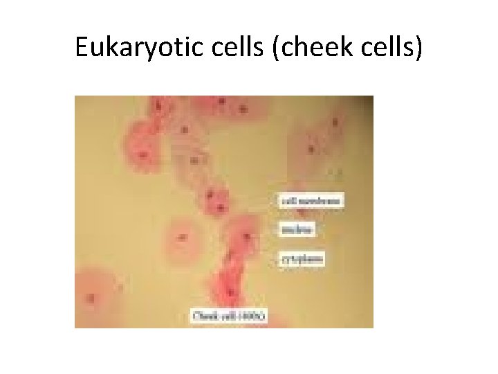 Eukaryotic cells (cheek cells) 