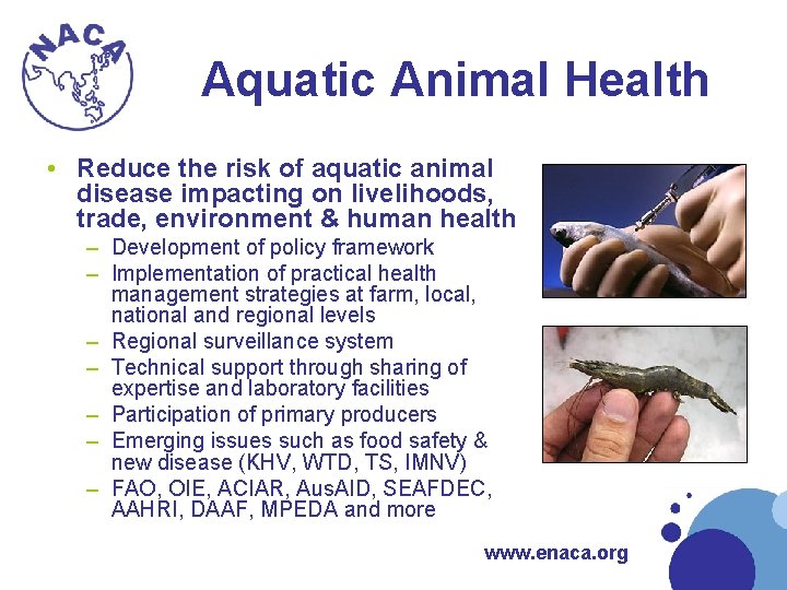 Aquatic Animal Health • Reduce the risk of aquatic animal disease impacting on livelihoods, Aquatic Animal Health • Reduce the risk of aquatic animal disease impacting on livelihoods,