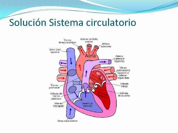 Solución Sistema circulatorio 
