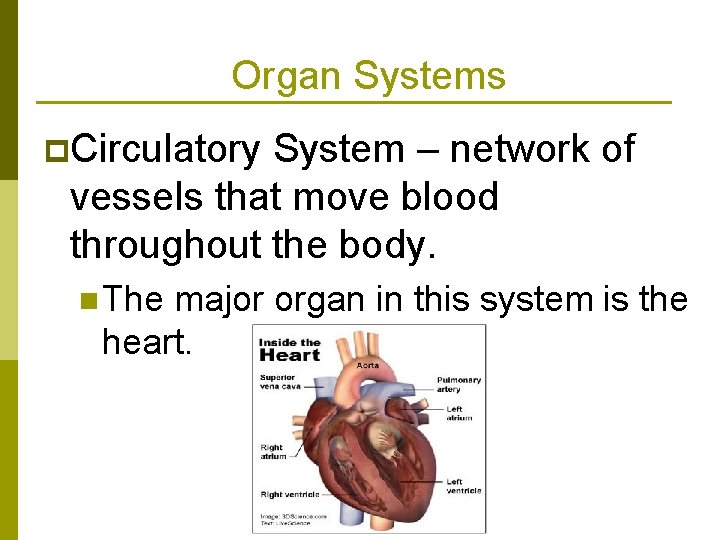 Organ Systems p. Circulatory System – network of vessels that move blood throughout the