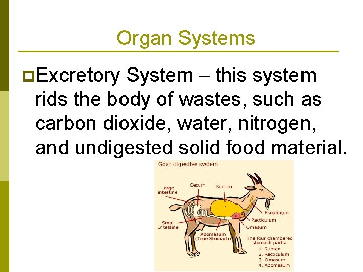 Organ Systems p. Excretory System – this system rids the body of wastes, such