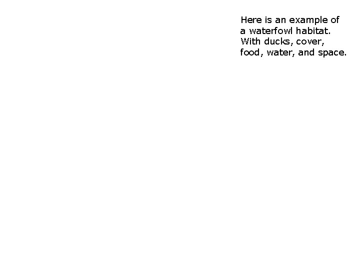 Here is an example of a waterfowl habitat. With ducks, cover, food, water, and