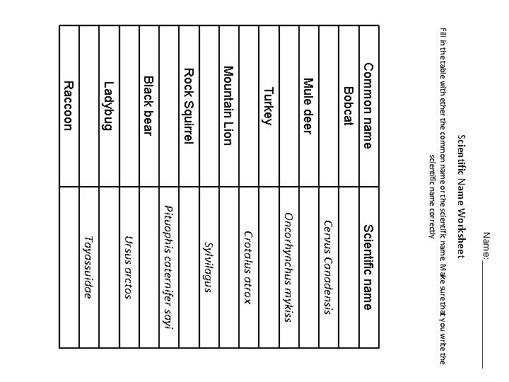 Name: __________ Scientific Name Worksheet Tayassuidae Ursus arctos Pituophis caternifer sayi Sylvilagus Crotalus atrox