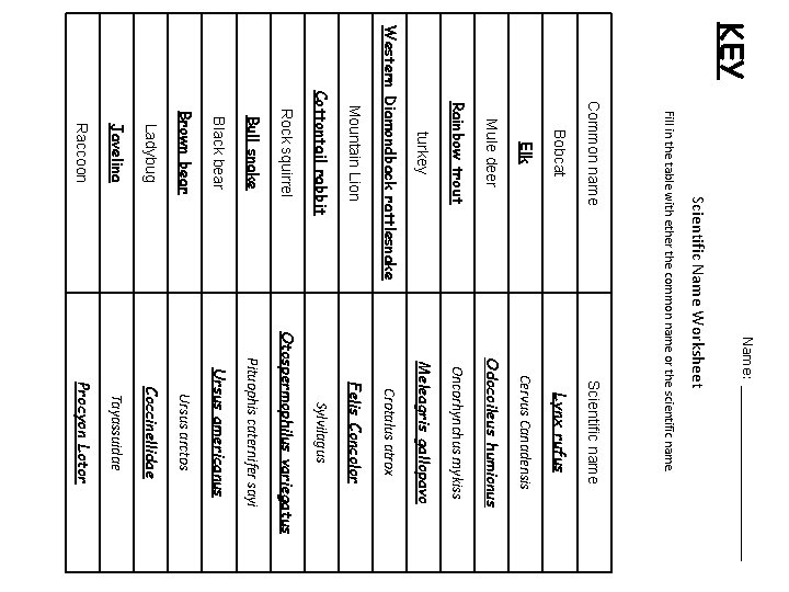 Name: ___________ Ladybug Brown bear Black bear Bull snake Rock squirrel Cottontail rabbit Mountain