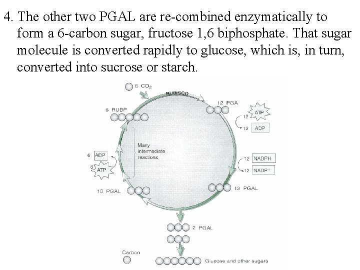 4. The other two PGAL are re-combined enzymatically to form a 6 -carbon sugar,