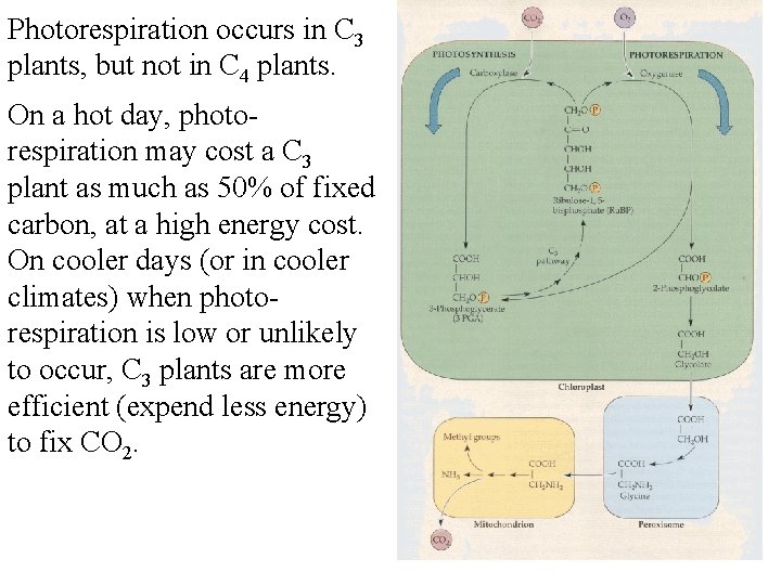 Photorespiration occurs in C 3 plants, but not in C 4 plants. On a