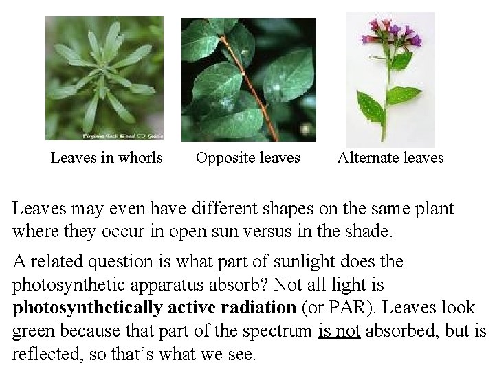 Leaves in whorls Opposite leaves Alternate leaves Leaves may even have different shapes on