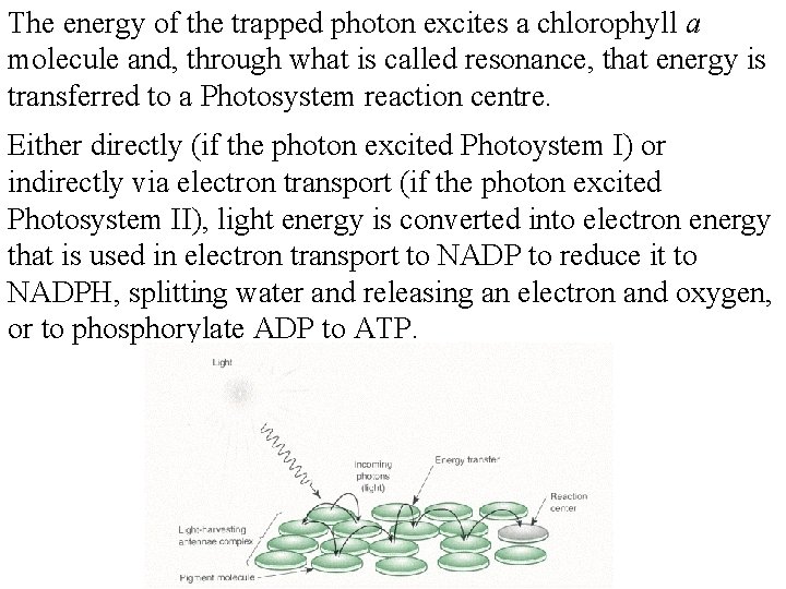 The energy of the trapped photon excites a chlorophyll a molecule and, through what