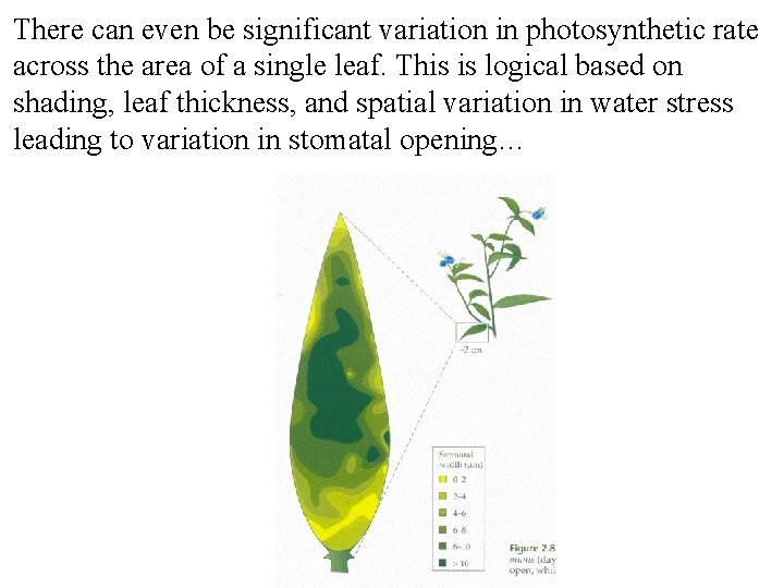 There can even be significant variation in photosynthetic rate across the area of a