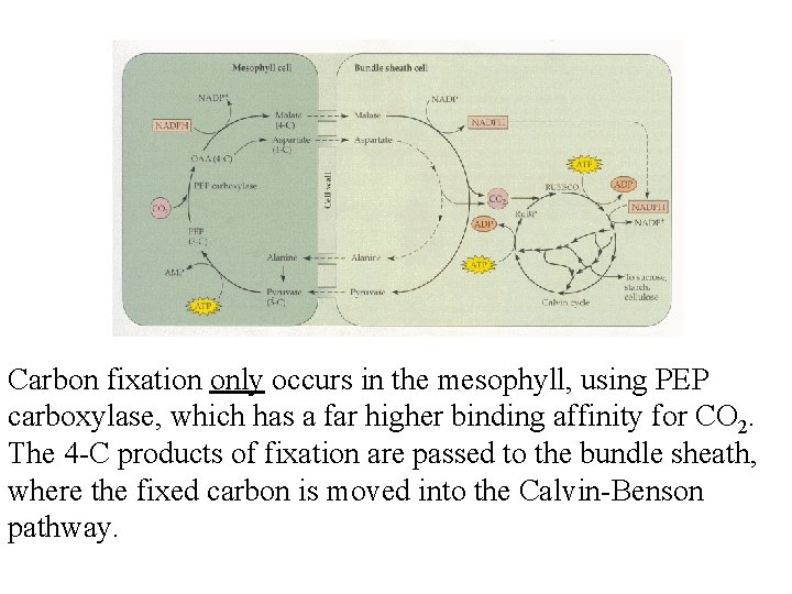 Carbon fixation only occurs in the mesophyll, using PEP carboxylase, which has a far